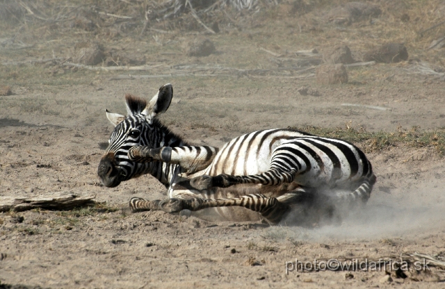 DSC_018229.JPG - Grant's Zebra