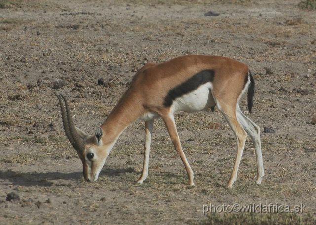 DSC_0219.JPG - Thomson's Gazelle (Gazella (Eudorcas) thomsoni).