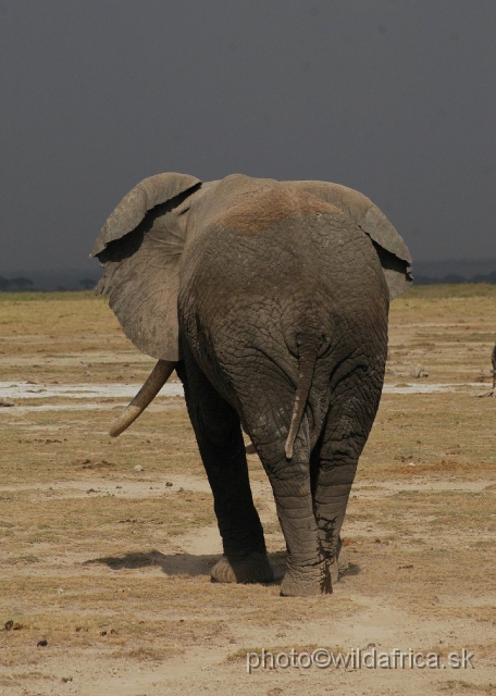 DSC_0230.JPG - The Amboseli Elephant.