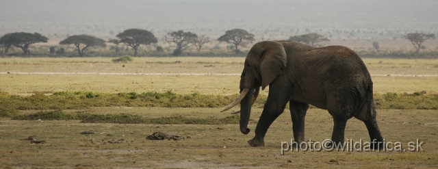 DSC_0234.JPG - The Amboseli Elephant.