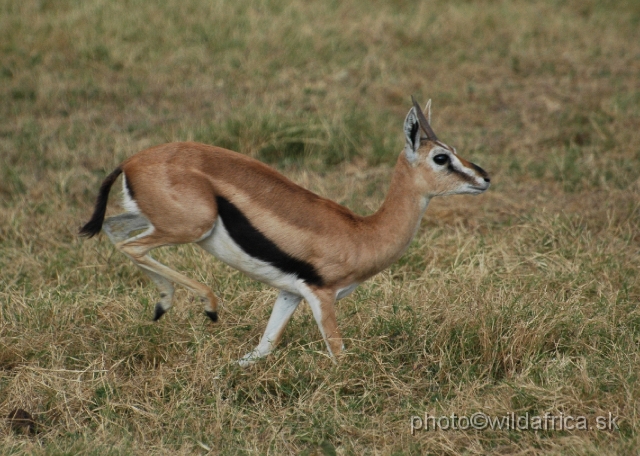 DSC_0236.JPG - Thomson's Gazelle (Gazella (Eudorcas) thomsoni).