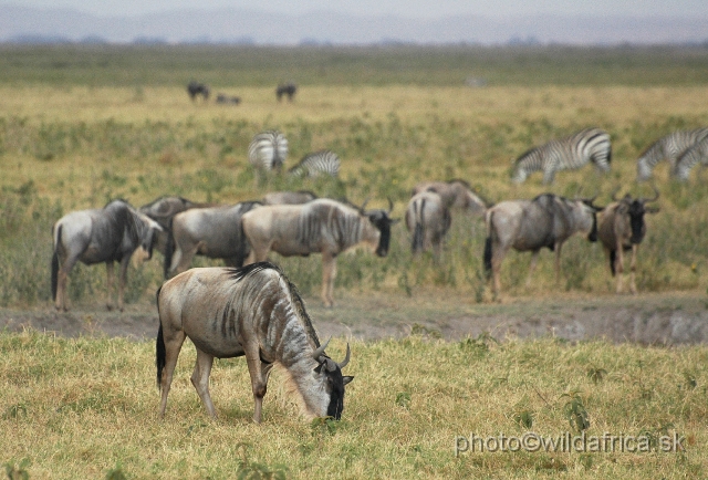 DSC_0237.JPG - Eastern White-bearded Wildebeest (Connochaetes taurinus albojubatus).