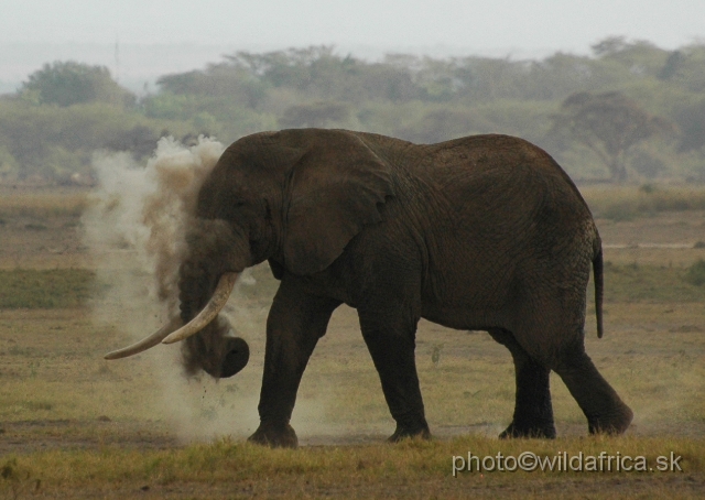 DSC_0266.JPG - The Amboseli Elephant.