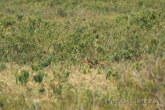 DSC_0288.JPG - Few minutes earlier and we could seen this serval much more closer.