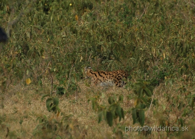 DSC_0289.JPG - This is our serval No.1 in Africa. The first observation in the wild.