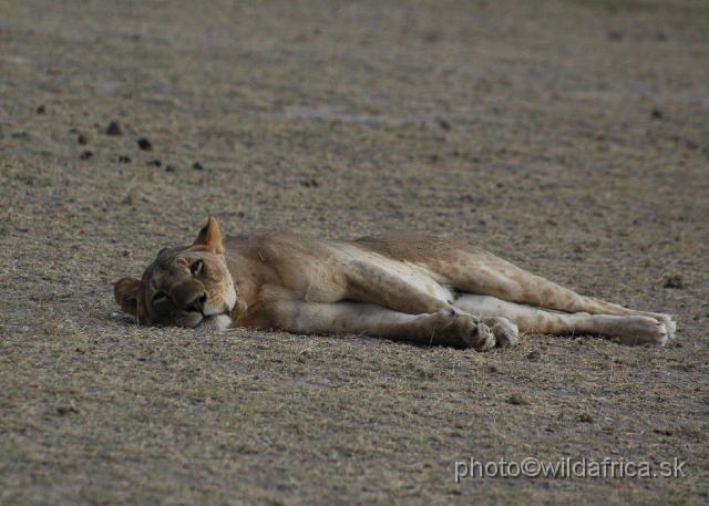 DSC_0300.JPG - Last lions of Amboseli.