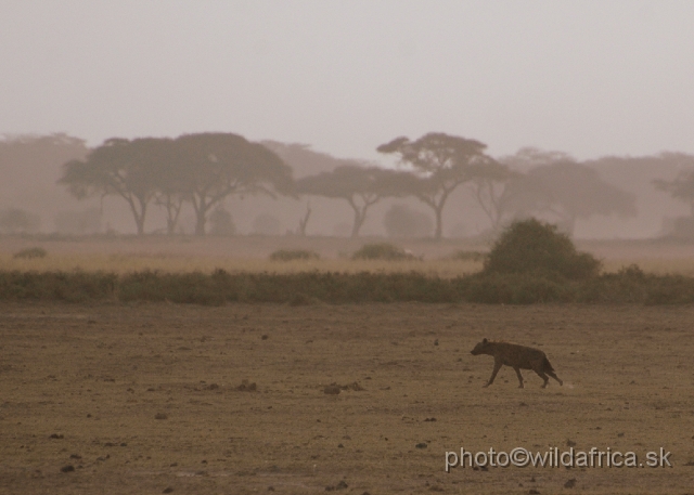 DSC_0306.JPG - Single hyena crossing the Pleistocene.