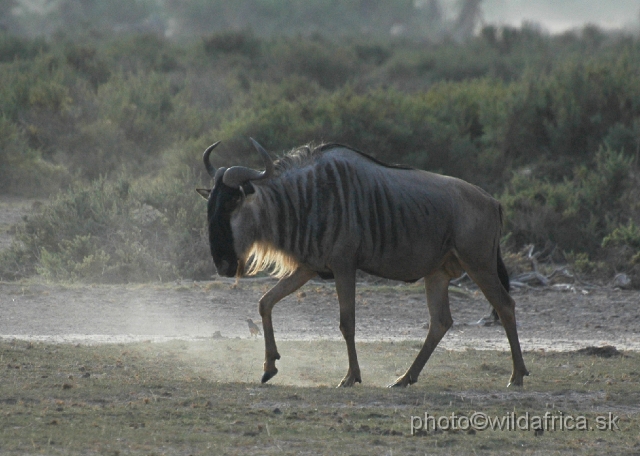 DSC_0309.JPG - Eastern White-bearded Wildebeest (Connochaetes taurinus albojubatus).