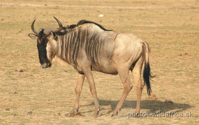 DSC_0313.JPG - Eastern White-bearded Wildebeest (Connochaetes taurinus albojubatus).