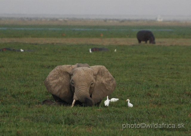 DSC_0343.JPG - The Amboseli Elephant.