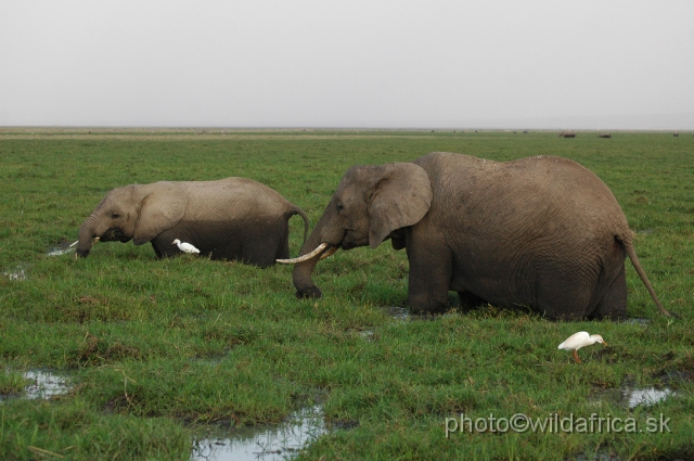 DSC_0349.JPG - The Amboseli Elephant.
