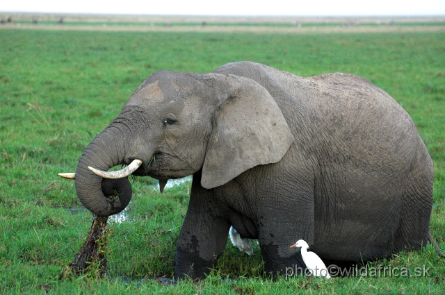 DSC_036228.JPG - The Amboseli Elephant.