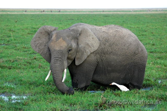 DSC_0372.JPG - The Amboseli Elephant.