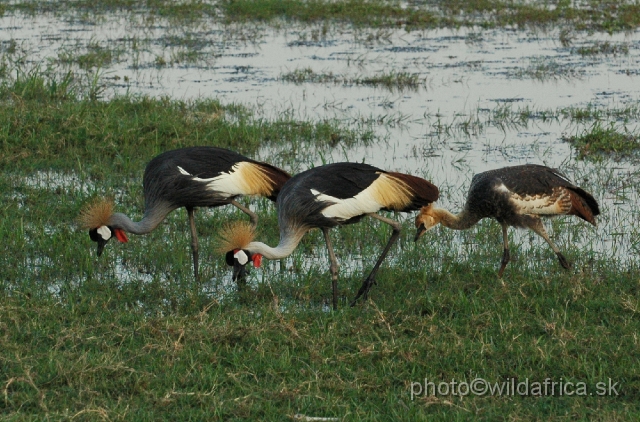 DSC_0393.JPG - Grey Crowned Crane (Balearica regulorum)