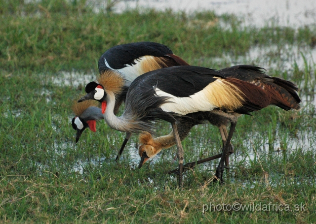 DSC_0396.JPG - Grey Crowned Crane (Balearica regulorum)