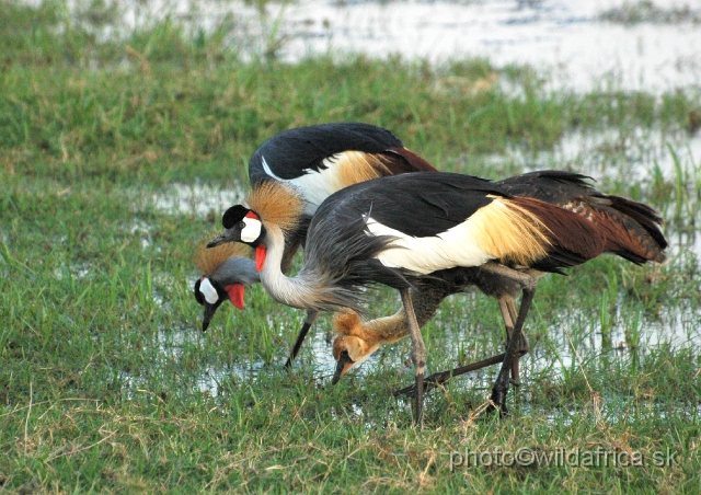 DSC_039622.JPG - Grey Crowned Crane (Balearica regulorum)