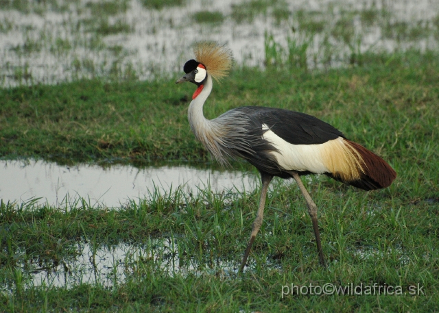 DSC_0400.JPG - Grey Crowned Crane (Balearica regulorum)