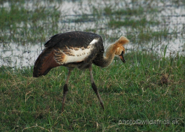 DSC_0402.JPG - Grey Crowned Crane (Balearica regulorum)