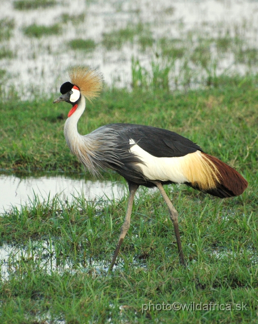 DSC_04020.JPG - Grey Crowned Crane (Balearica regulorum)