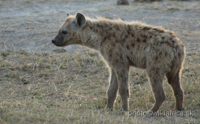 DSC_0418.JPG - Spotted Hyena.