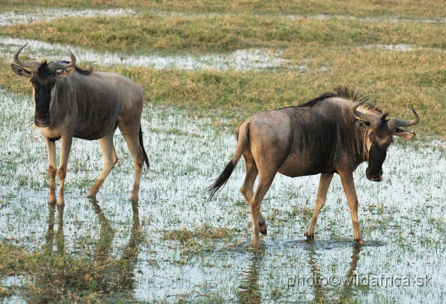 DSC_0428.JPG - Eastern White-bearded Wildebeest (Connochaetes taurinus albojubatus).