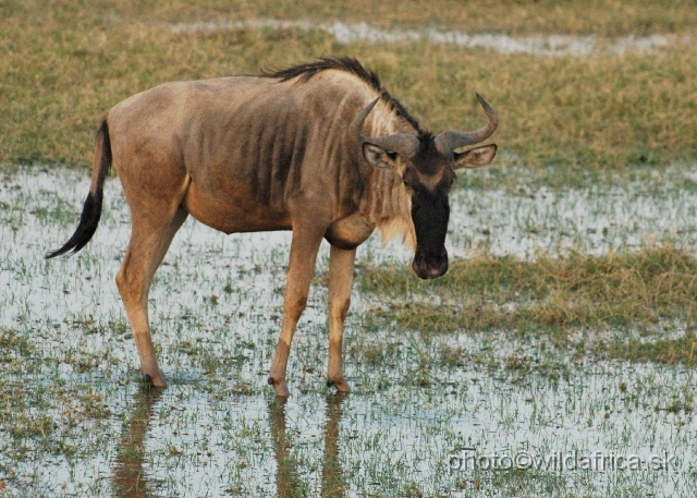 DSC_0429.JPG - Eastern White-bearded Wildebeest (Connochaetes taurinus albojubatus).