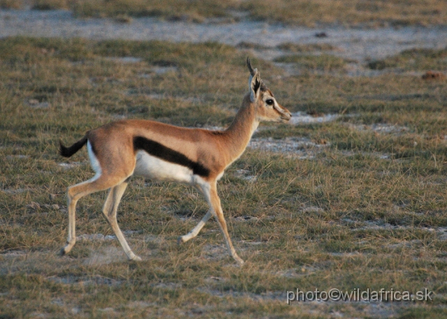 DSC_0444.JPG - Thomson's Gazelle (Gazella (Eudorcas) thomsoni).