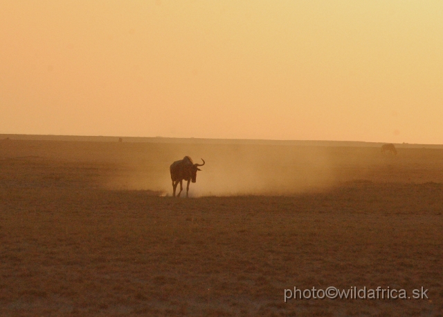 DSC_0448.JPG - Wildebeest and dust.