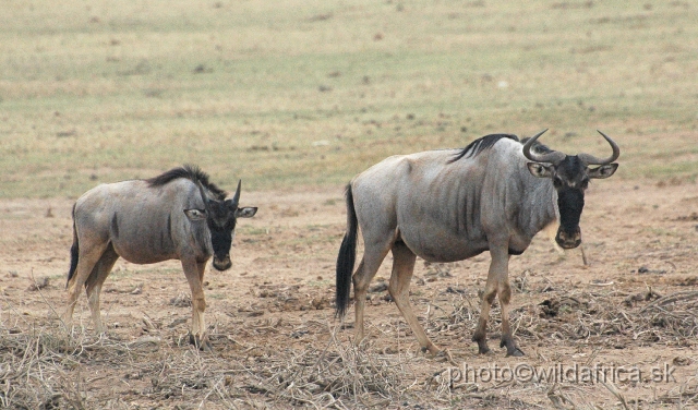 DSC_050220.JPG - Eastern White-bearded Wildebeest (Connochaetes taurinus albojubatus).