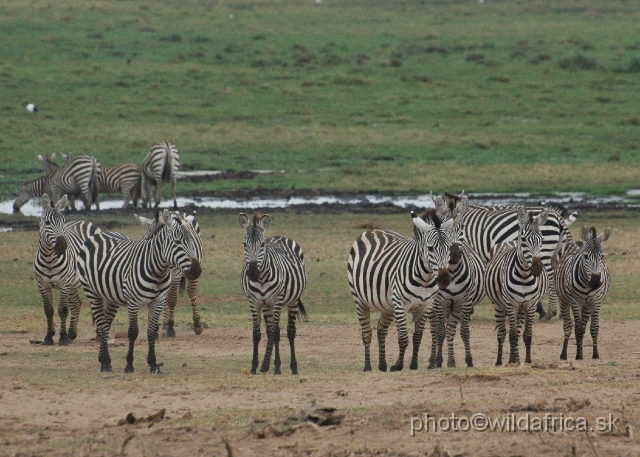 DSC_0506.JPG - Grant's Zebra