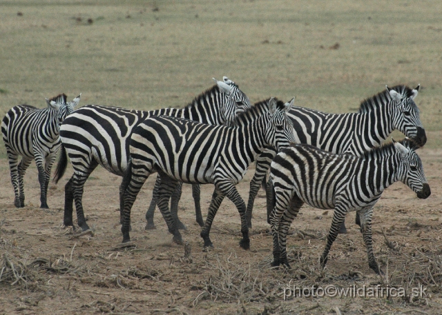 DSC_0509.JPG - Grant's Zebra