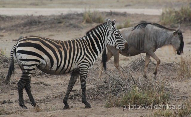 DSC_0521.JPG - Grant's Zebra