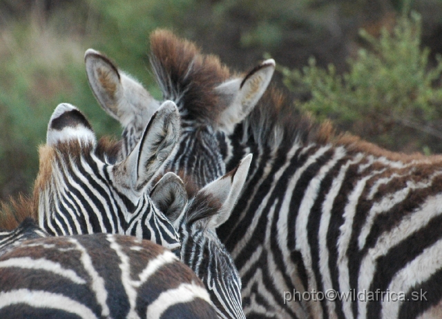 DSC_0533.JPG - Grant's Zebra