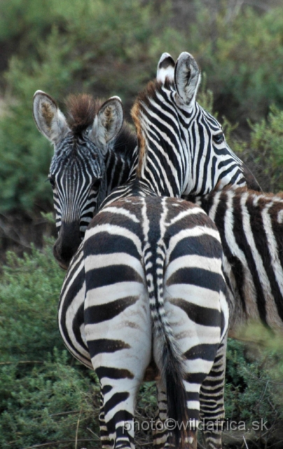 DSC_0534.JPG - Grant's Zebra