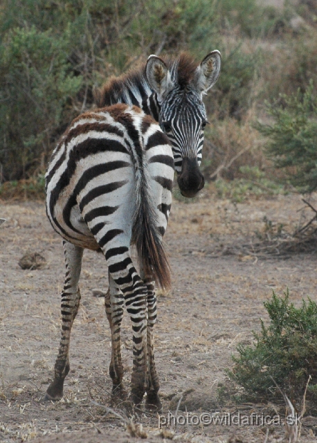 DSC_0536.JPG - Grant's Zebra