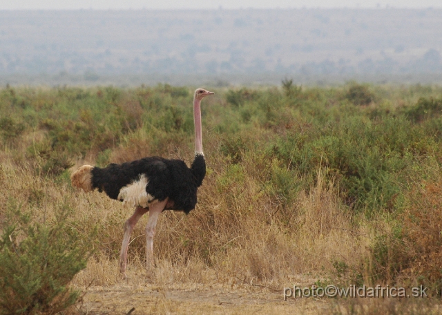 DSC_0544.JPG - Masai Ostrich (Struthio camelus)