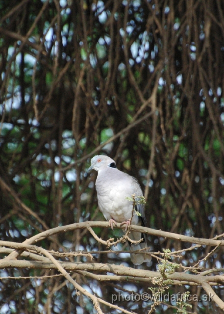 DSC_0548.JPG - African Mourning Dove (Streptopelia decipiens)