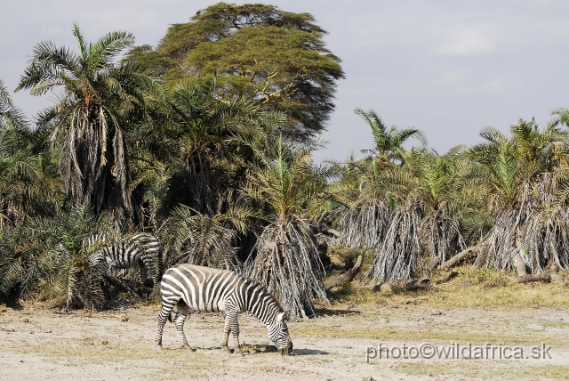 _DSC002189.JPG - Grant's Zebra.