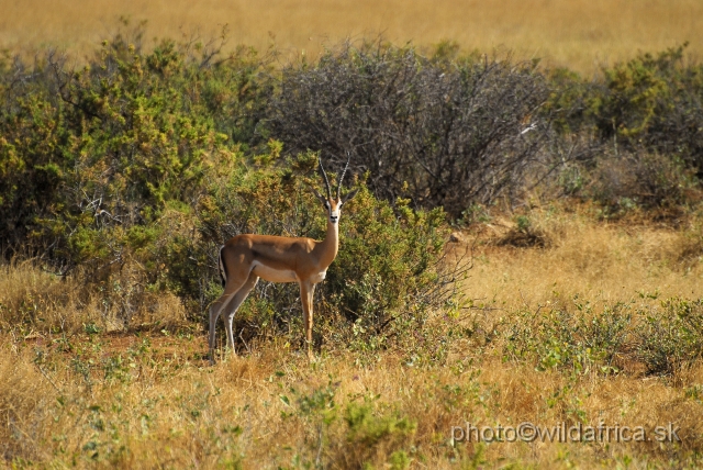 _DSC002242.JPG - Grant's Gazelle (Gazella (Nanger) granti).