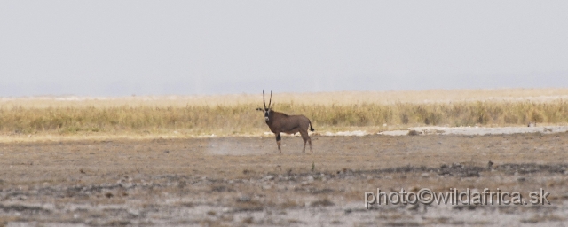 _DSC0025.JPG - This is our first Fringe-eared Oryx (Oryx gazella callotis) we seen in the wild.