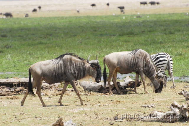 _DSC006m1.JPG - Eastern White-bearded Wildebeest (Connochaetes taurinus albojubatus).