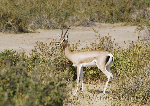 _DSC00858.JPG - Grant's Gazelle (Gazella (Nanger) granti).