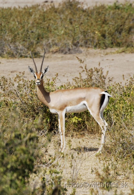 _DSC0089.JPG - Grant's Gazelle (Gazella (Nanger) granti).