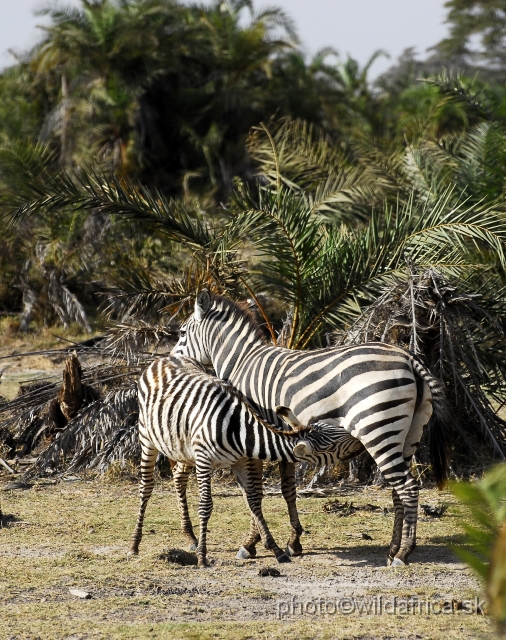 _DSC01,82.JPG - Grant's Zebra