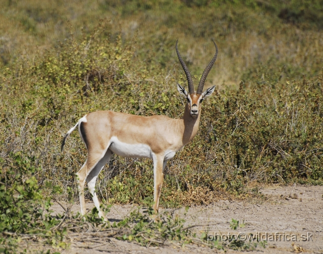 _DSC0106.JPG - Grant's Gazelle (Gazella (Nanger) granti).