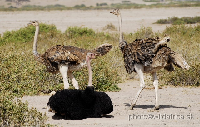 _DSC013214.JPG - Masai Ostrich (Struthio camelus)