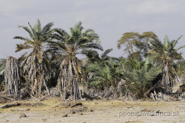 _DSC01629.JPG - Island of palms.