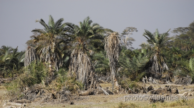 _DSC0166.JPG - Island of palms.