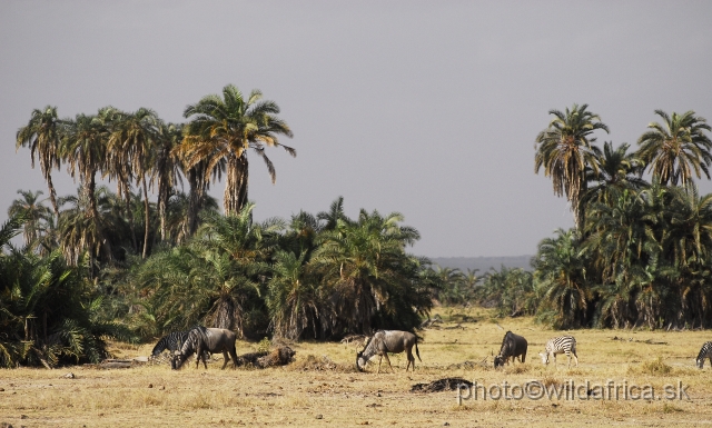 _DSC0212.JPG - The Amboseli version of the paradise.