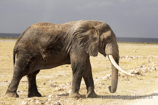 _DSC0223.JPG - The Amboseli Elephant.